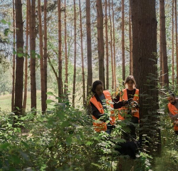 internal linking for visibility